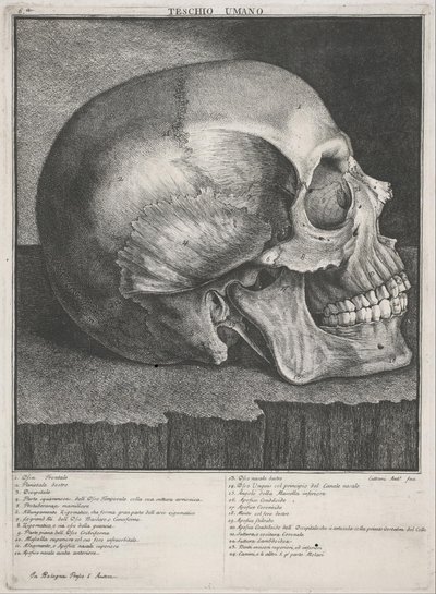 Human Skull by Antonio Cattani